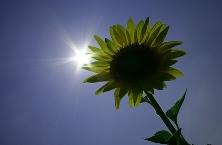 Énergie électrique des plantes - centrales électriques vertes