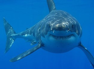 Comment les requins utilisent la loi d'Ohm et la théorie des probabilités