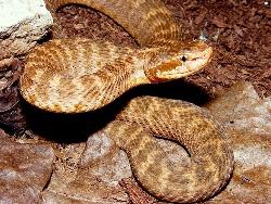 Cottonmouth