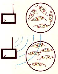 Orientation des flagellés d'Euglene dans un champ radiofréquence