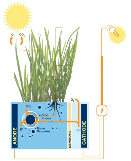 Obtenir de l'énergie électrique des plantes