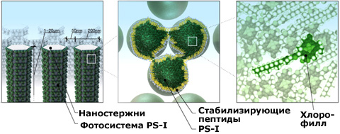 cellules solaires basées sur un complexe de molécules biologiques