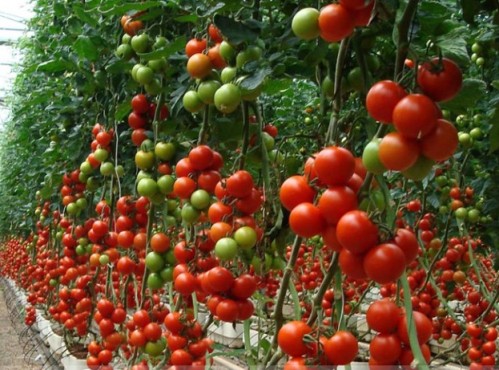 A operação do sistema de aquecimento do solo em casa de vegetação