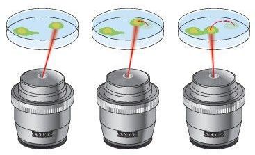 Brucelles optiques à laser